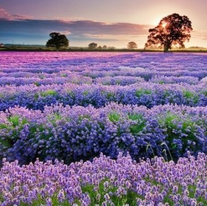 tumblr_ma95cwDmIm1r35zago1_500.jpg_hyuncompressed-001